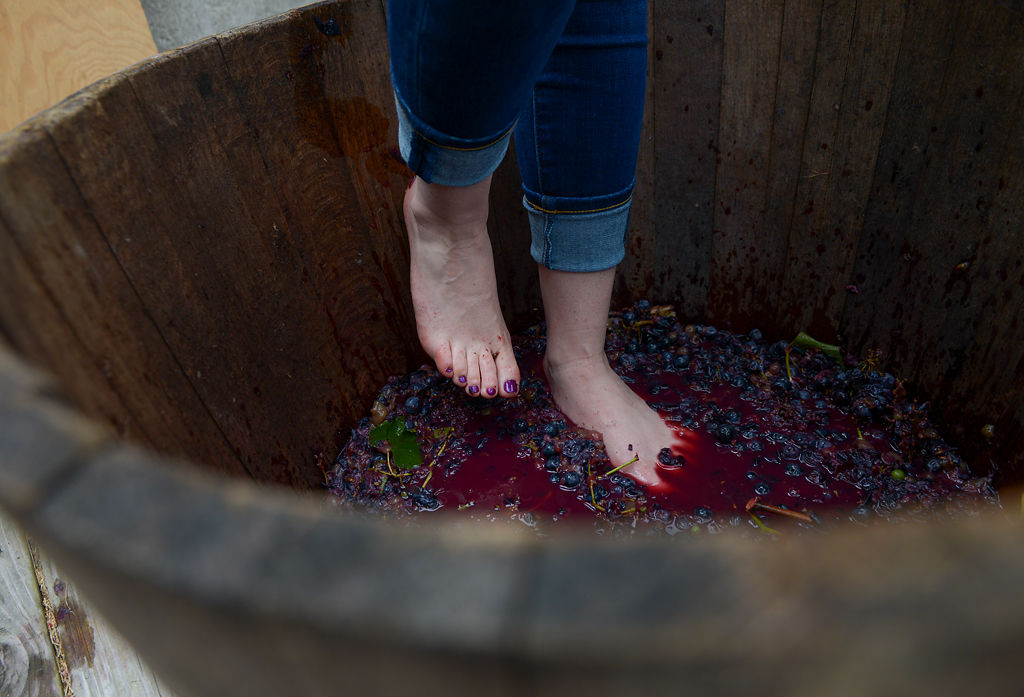 Cindi Rulon crushes grapes